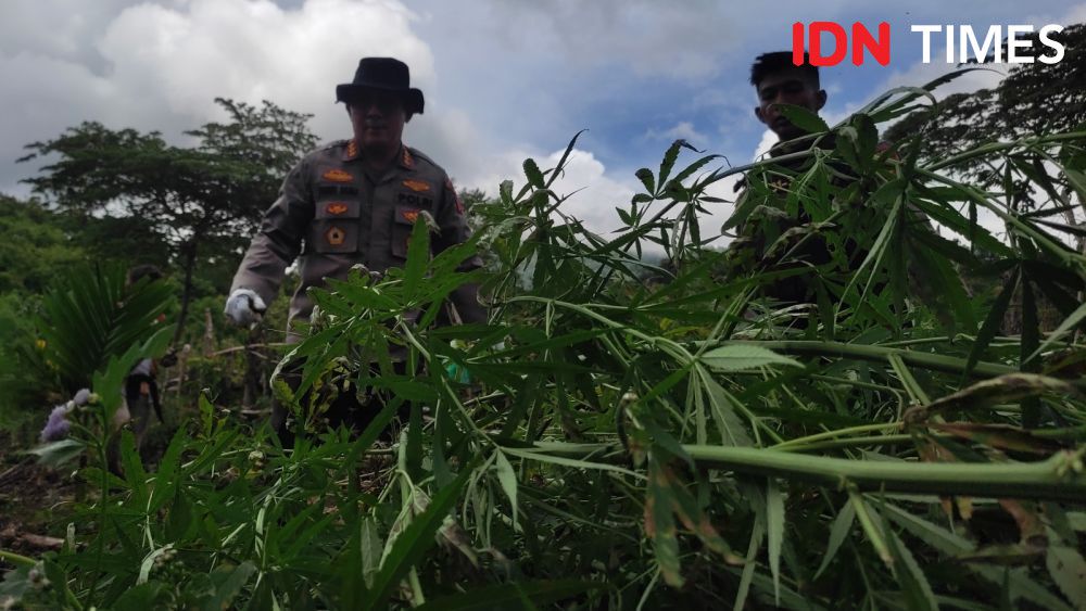 Polda DIY Musnahkan 3 Hektare Ladang Ganja di Aceh