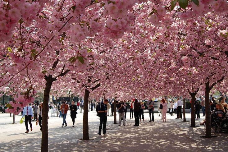 5 Tempat Populer untuk Menikmati Pemandangan Bunga Sakura di Jepang