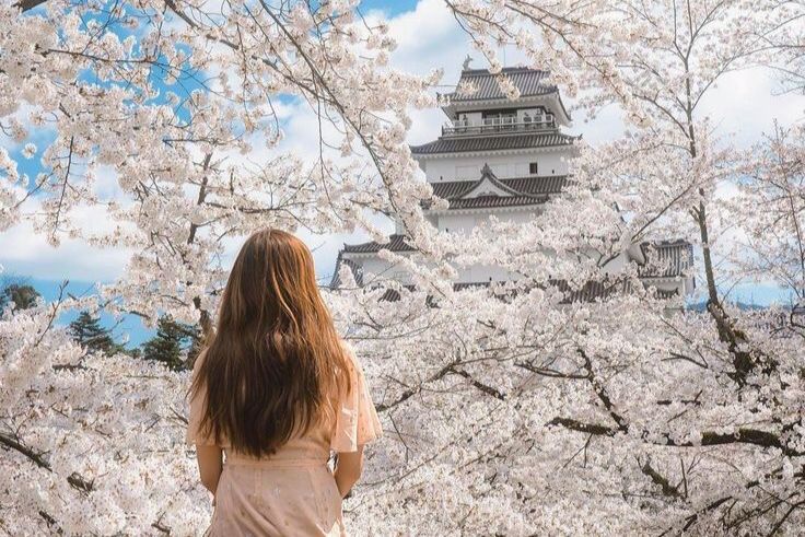 5 Tempat Populer untuk Menikmati Pemandangan Bunga Sakura di Jepang