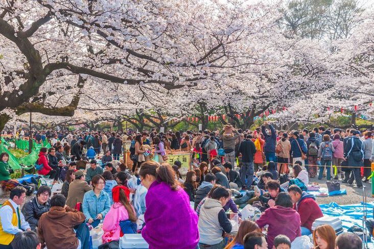 5 Tempat Populer untuk Menikmati Pemandangan Bunga Sakura di Jepang