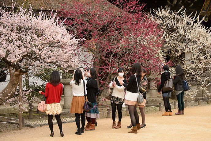 5 Tempat Populer untuk Menikmati Pemandangan Bunga Sakura di Jepang