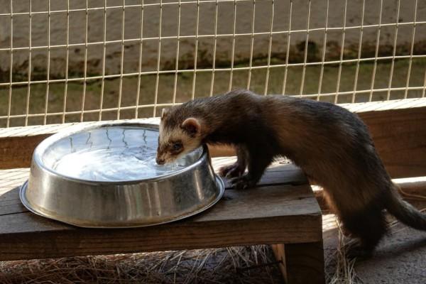 Perbedaan Musang dan Luwak, Jangan Sampai Tertukar