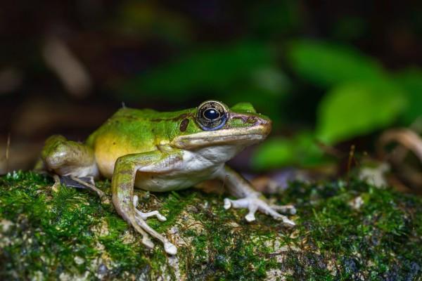 5 Katak Hijau yang Ada di Indonesia, Apa Saja?