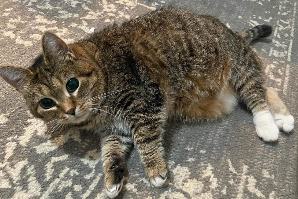 19 Fakta Ethel, Si Gemas di Balik Meme OIIA dan Kucing Akmal