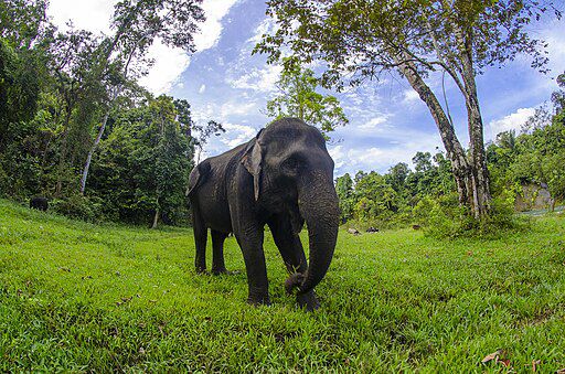 Taman Nasional Kerinci Seblat Flora and Fauna
