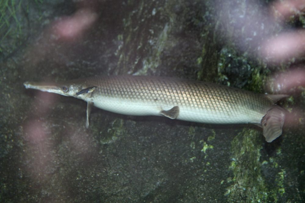 5 Ikan Yang Tidak Boleh Disebar Di Perairan Indonesia