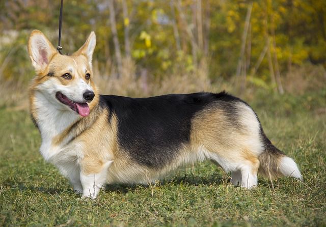 5 Fakta Welsh Corgi, Anjing Kesayangan Ratu Elizabeth II