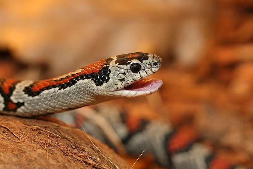 7 Fakta Terunik Kingsnake, sang Raja Pemakan Ular Berbisa