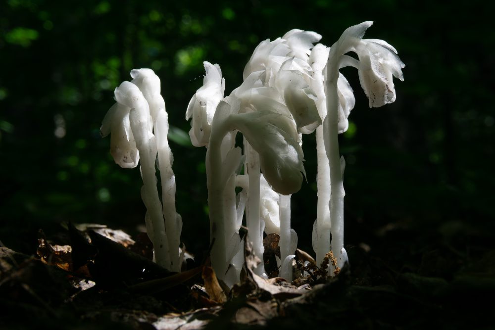 Tanaman Hantu
