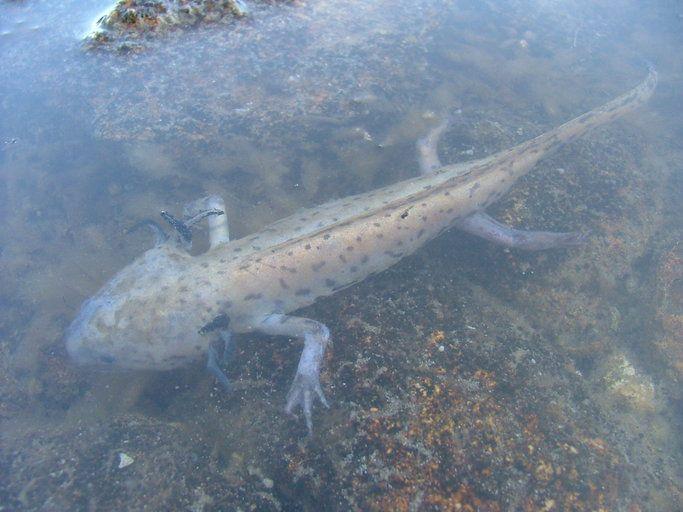 5 Salamander dari Genus Ambystoma yang Berstatus Kritis