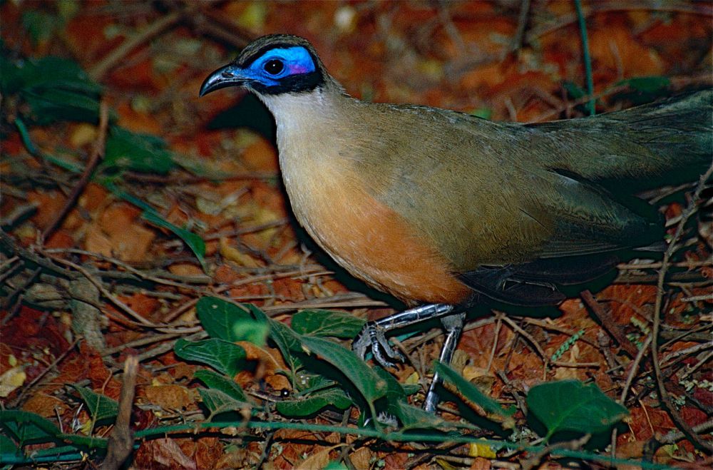 5 Burung dari Genus Coua yang Hanya Hidup di Madagaskar