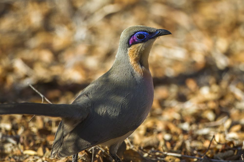 5 Burung dari Genus Coua yang Hanya Hidup di Madagaskar