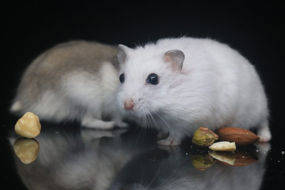 10 Penyebab Hamster Mati saat Dipelihara, Bukan Mati Konyol!