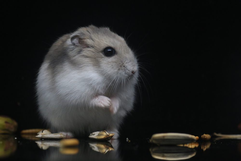 10 Penyebab Hamster Mati saat Dipelihara, Bukan Mati Konyol!
