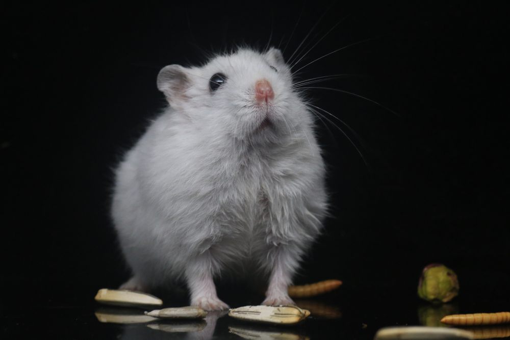 10 Penyebab Hamster Mati saat Dipelihara, Bukan Mati Konyol!