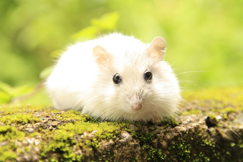 10 Penyebab Hamster Mati saat Dipelihara, Bukan Mati Konyol!