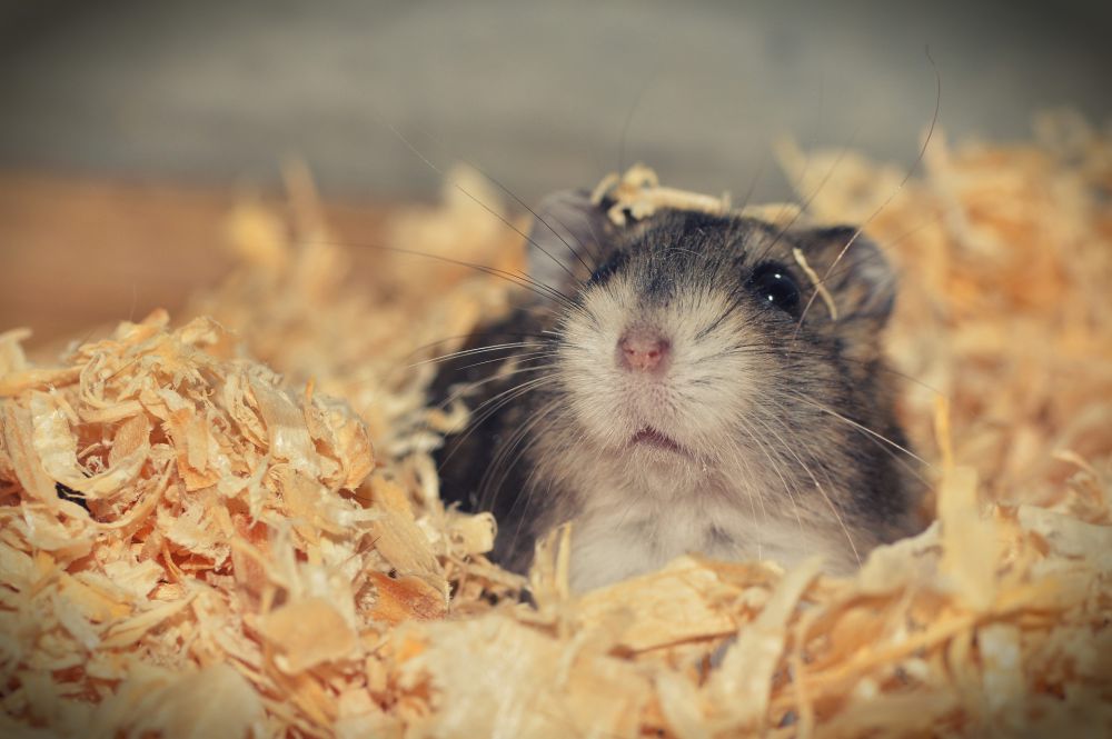10 Penyebab Hamster Mati saat Dipelihara, Bukan Mati Konyol!
