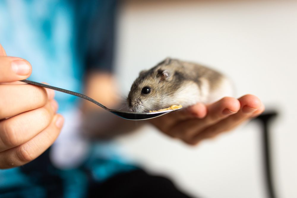 10 Penyebab Hamster Mati saat Dipelihara, Bukan Mati Konyol!