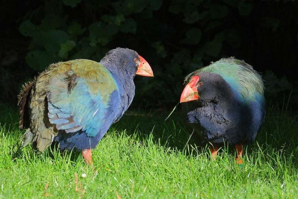 10 Fakta Unik Burung Takahe, Spesies Langka dari Selandia Baru