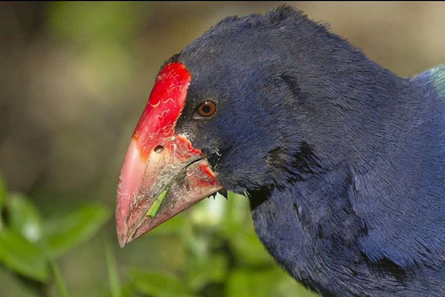 10 Fakta Unik Burung Takahe, Spesies Langka dari Selandia Baru