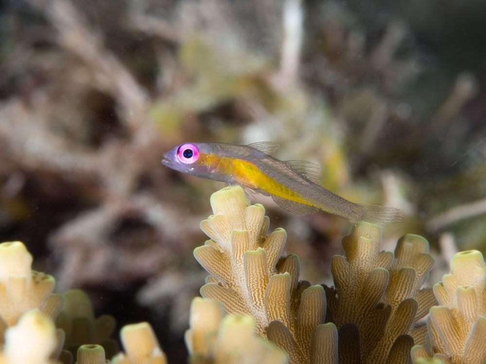 5 Fakta Menarik Pink Eye Goby, Hidup di Perairan Tropis Indo-Pasifik!