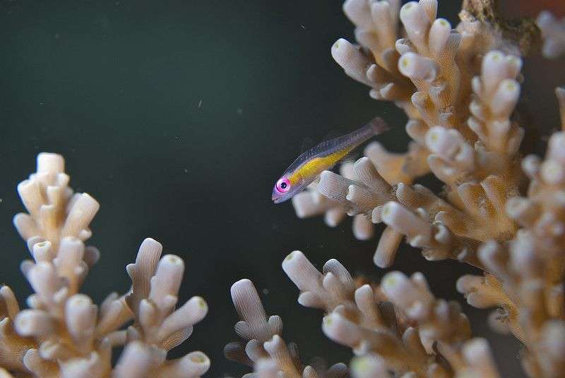 5 Fakta Menarik Pink Eye Goby, Hidup di Perairan Tropis Indo-Pasifik!