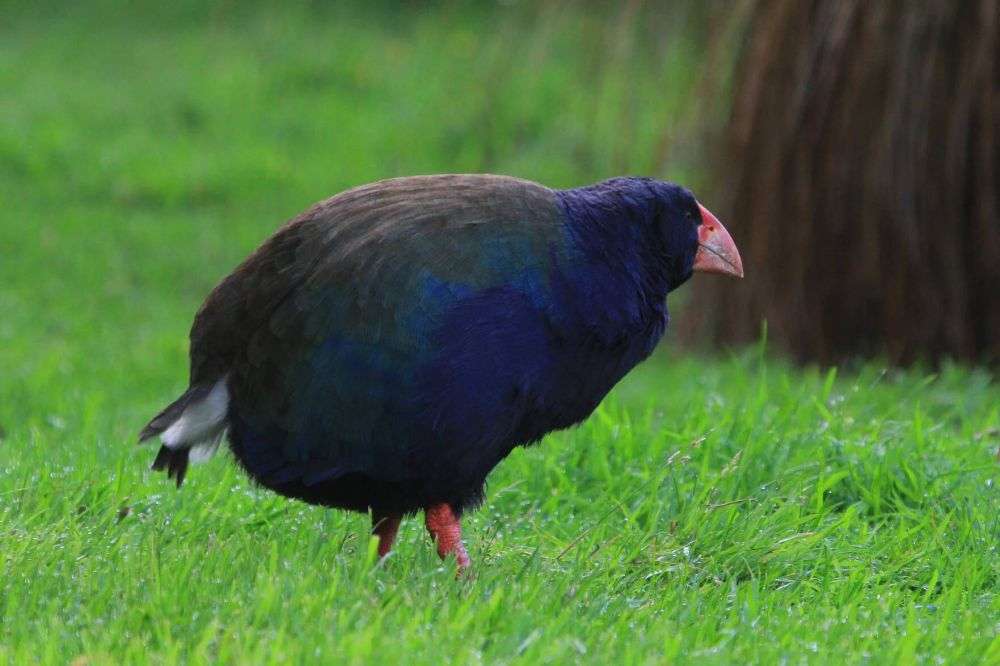 10 Fakta Unik Burung Takahe, Spesies Langka dari Selandia Baru