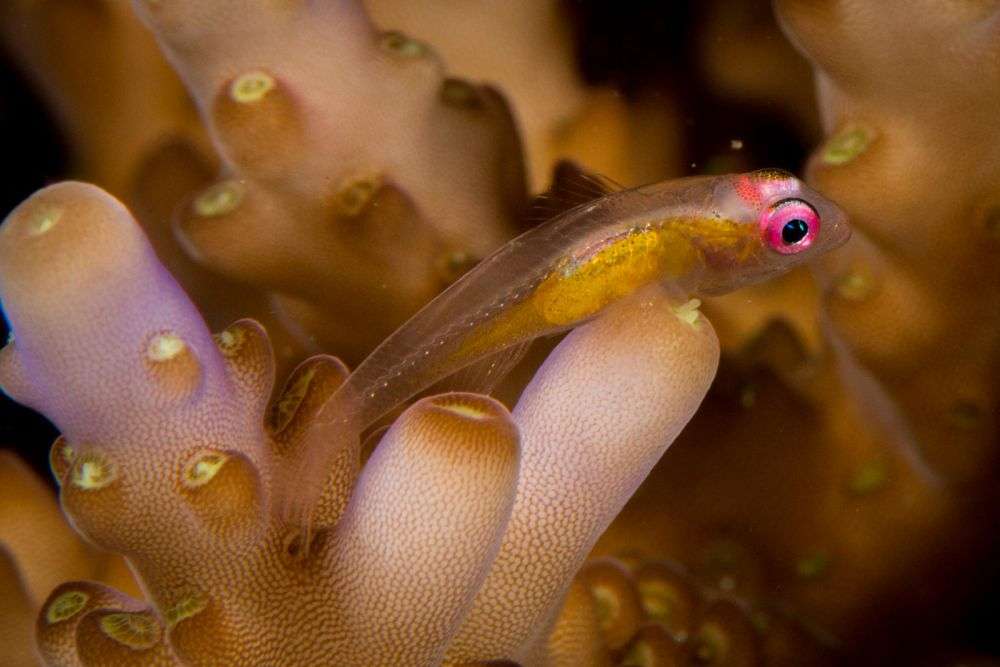 5 Fakta Menarik Pink Eye Goby, Hidup di Perairan Tropis Indo-Pasifik!