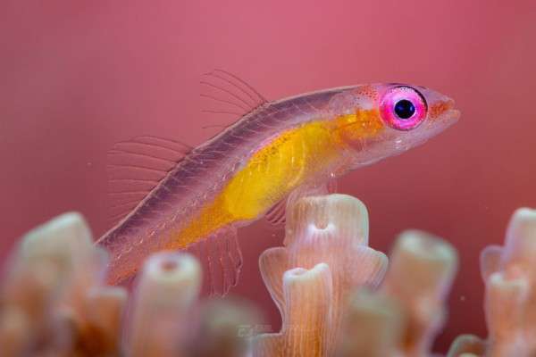 5 Fakta Menarik Pink Eye Goby, Hidup di Perairan Tropis Indo-Pasifik!