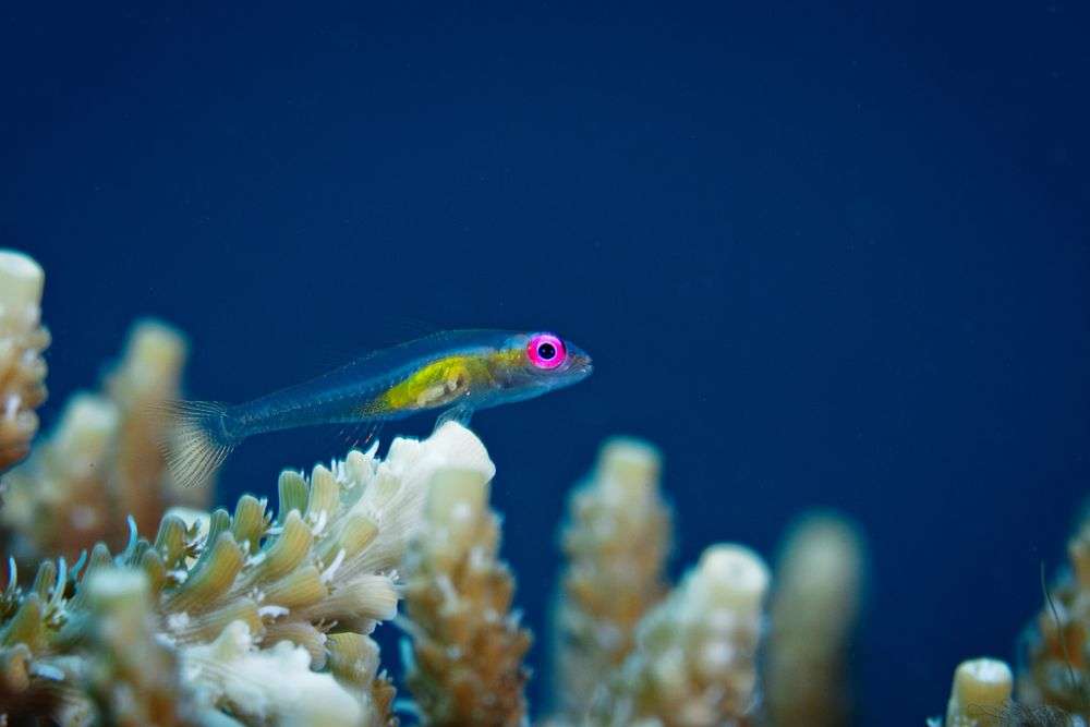 5 Fakta Menarik Pink Eye Goby, Hidup di Perairan Tropis Indo-Pasifik!