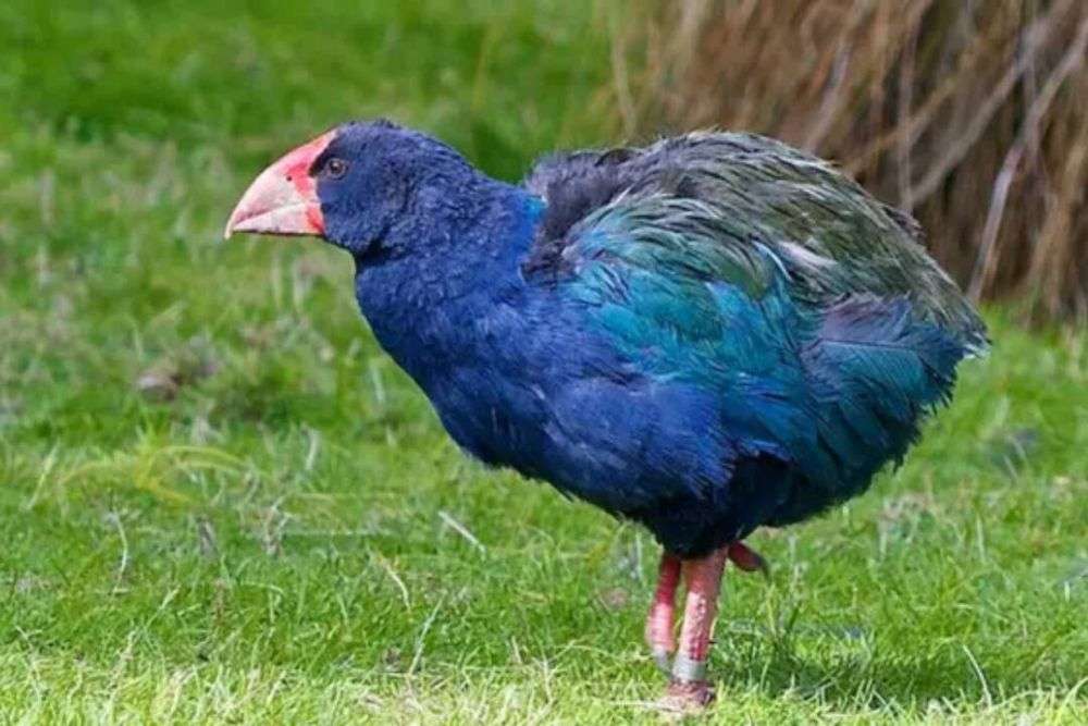 10 Fakta Unik Burung Takahe, Spesies Langka dari Selandia Baru