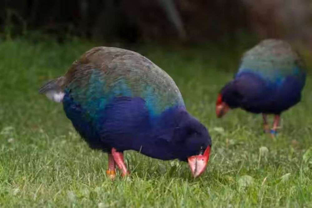 10 Fakta Unik Burung Takahe, Spesies Langka dari Selandia Baru