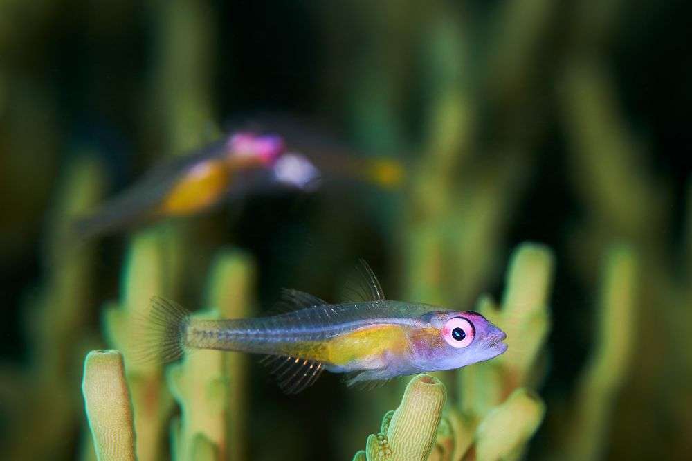 5 Fakta Menarik Pink Eye Goby, Hidup di Perairan Tropis Indo-Pasifik!