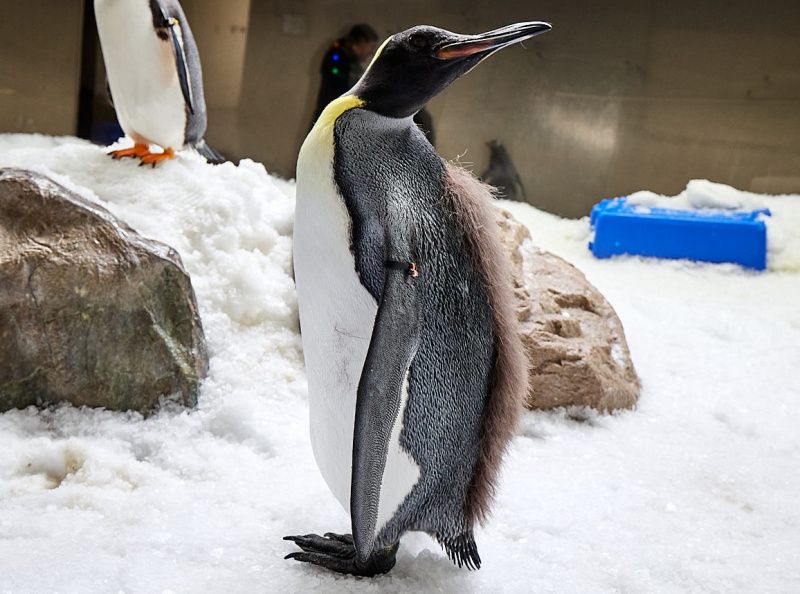 Pesto, Penguin yang Viral di Sosial Media (Instagram/@sealifemelbourneaquarium)
