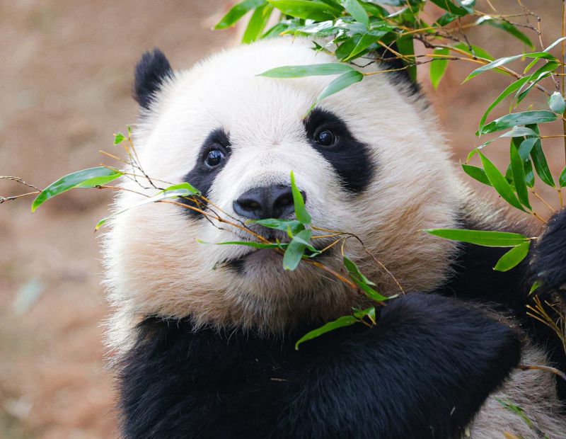 Fu Bao, Panda Pertama yang Lahir di Korea Selatan Viral di Sosial Media (Instagram/@fubao_dot)