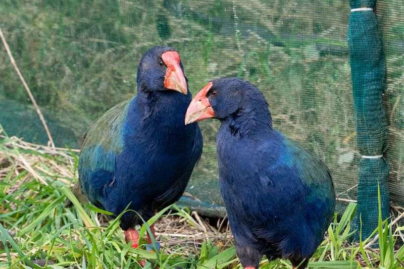 10 Fakta Unik Burung Takahe, Spesies Langka dari Selandia Baru