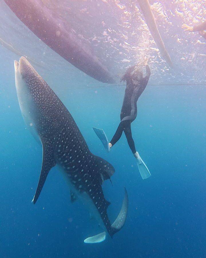 9 Potret Tiara Andini Berenang dengan Hiu Paus di Gorontalo, Eksotis!