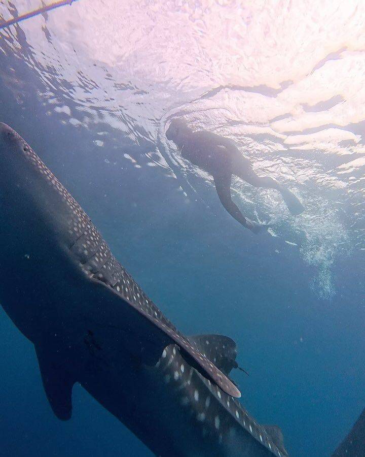 9 Potret Tiara Andini Berenang dengan Hiu Paus di Gorontalo, Eksotis!