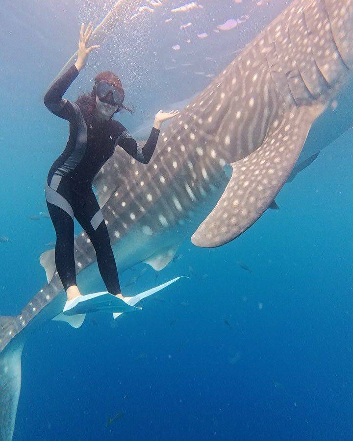 9 Potret Tiara Andini Berenang dengan Hiu Paus di Gorontalo, Eksotis!