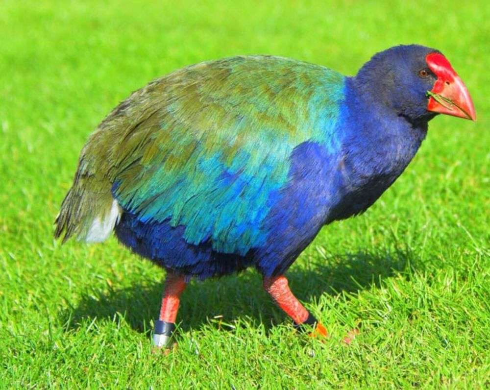 10 Fakta Unik Burung Takahe, Spesies Langka dari Selandia Baru