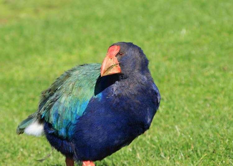 10 Fakta Unik Burung Takahe, Spesies Langka dari Selandia Baru