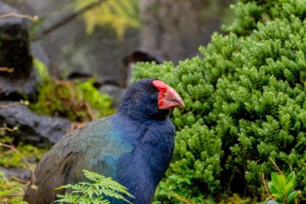 10 Fakta Unik Burung Takahe, Spesies Langka dari Selandia Baru