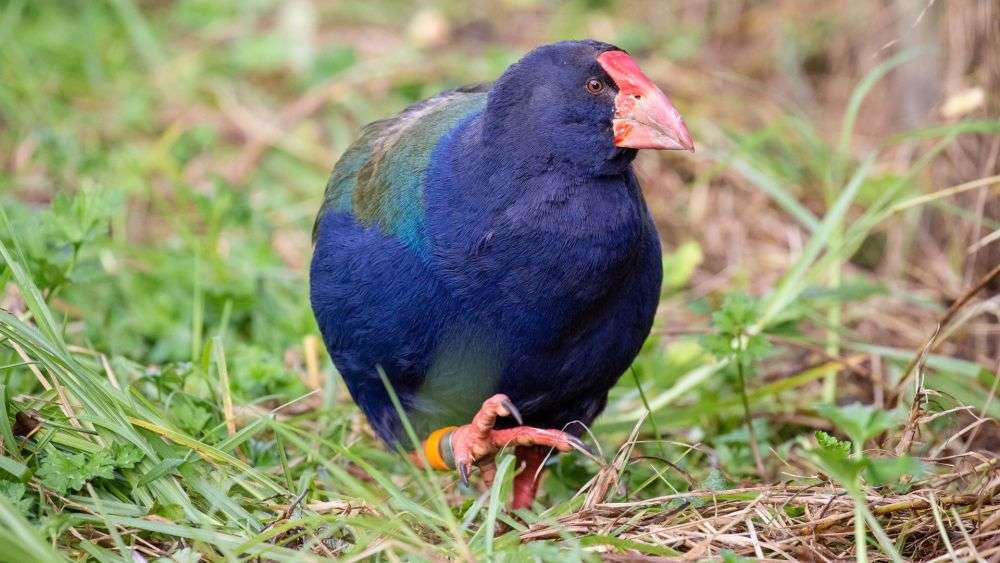 10 Fakta Unik Burung Takahe, Spesies Langka dari Selandia Baru