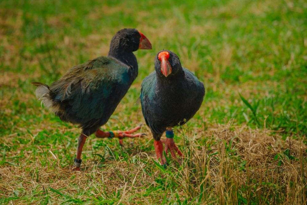 10 Fakta Unik Burung Takahe, Spesies Langka dari Selandia Baru