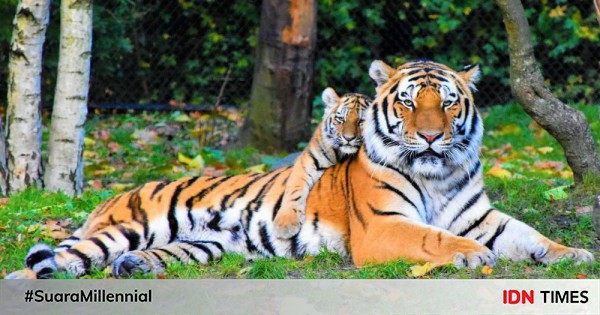 美しい動物の世界ですが、致命的です！