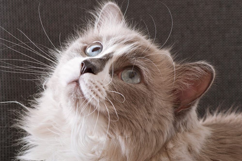 5 Fakta tentang Kecantikan Kucing Persia, Ekspresi Wajah yang Ikonik