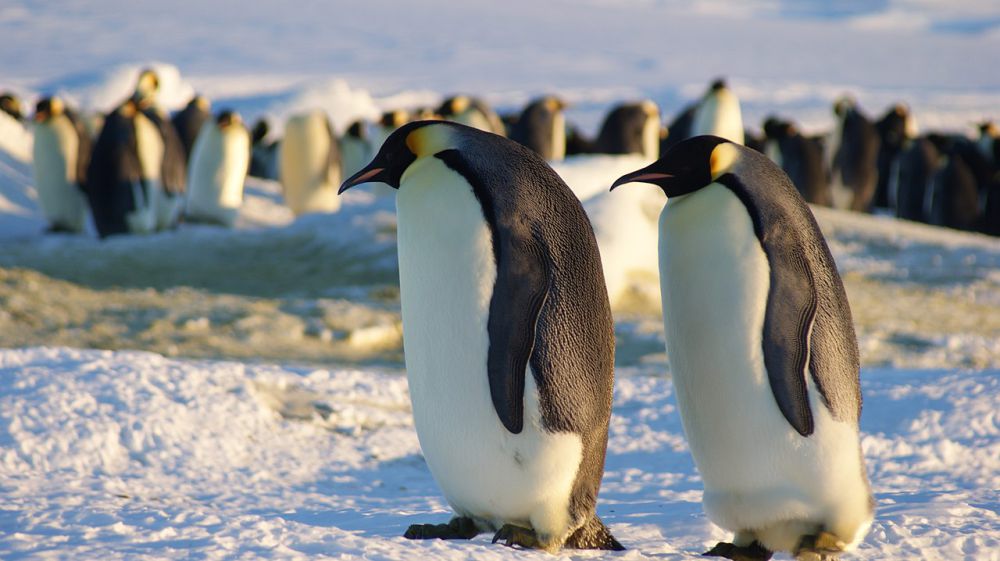 5 Spesies Penguin Terbesar, Tingginya Hampir Setara Manusia!