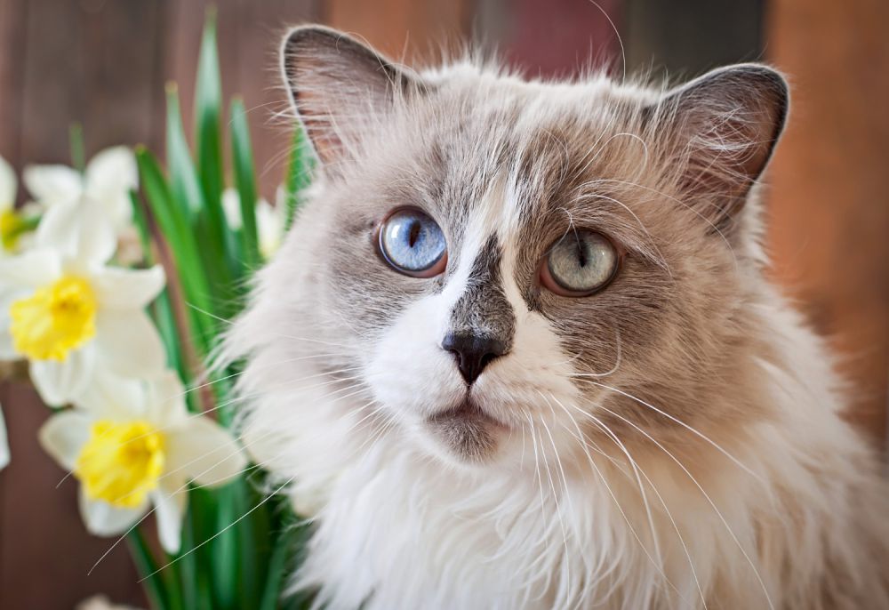 5 Fakta tentang Kecantikan Kucing Persia, Ekspresi Wajah yang Ikonik