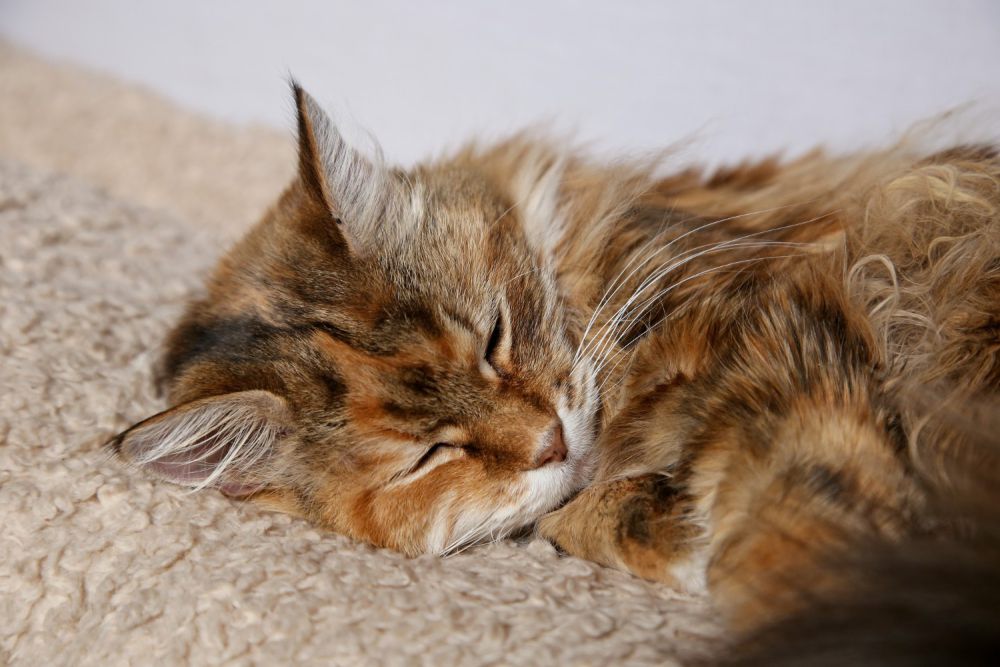 5 Fakta tentang Kecantikan Kucing Persia, Ekspresi Wajah yang Ikonik