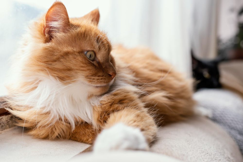 5 Fakta tentang Kecantikan Kucing Persia, Ekspresi Wajah yang Ikonik